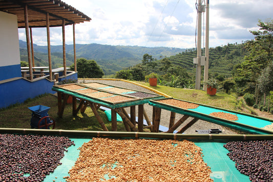 Adventures in Coffee Processing